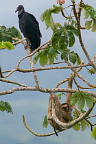 Brown-throated Three-toed Sloth (Bradypus variegatus) and turkey vulture in canopy. Panama City region, Canal rainforest, Panama.