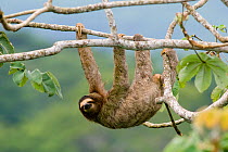 Brown-throated Three-toed Sloth (Bradypus variegatus) in canopy. Panama City region, Canal rainforest, Panama.