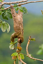 Brown-throated Three-toed Sloth (Bradypus variegatus) in canopy feeding on leaves. Panama City region, Canal rainforest, Panama.