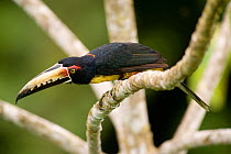 Collared Aracari (Pteroglossus torquatus) perched. Canopy bird observation tower, Summit, Panama City region, Canal rainforest, 2008.