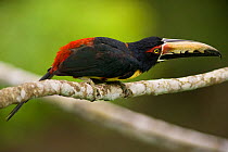 Collared Aracari (Pteroglossus torquatus) in profile. Canopy bird observation tower, Summit, Panama City region, Canal rainforest, 2008.