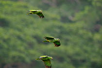 Mealy Amazon Parrots (Amazona farinosa) in flight. Gamboa, Panama city region, Canal rainforest, Panama.