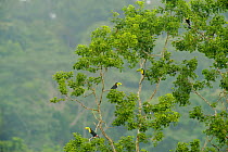 Keel-billed Toucans (Ramphastos sulfuratus) in canopy. La Paz Waterfall Gardens, Poas Gamboa, Panama city region, Canal rainforest, Panama.
