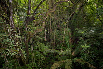 Creepers and vines the the forest conapy. Rainforest Discovery Center, Gamboa, Panama City region, August 2008.
