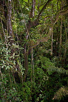 Creepers and vines the the forest canopy. Rainforest Discovery Center, Gamboa, Panama City region, August 2008.