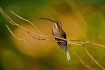 Long-billed Hermit Hummingbird (Phaethornis longirostris). Gamboa, Panama city region, Canal rainforest.