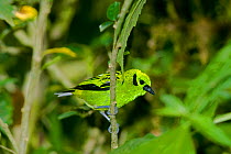 Emerald Tanager (Tangara florida). Willie Mazu Ecological Ranch, Chiriqui Grande, Bocas del Toro, Panama.