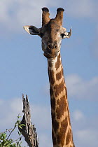 Southern / Masai Giraffe (Giraffa camelopardalis tippelskirchi) portrait. Tana River District, Kenya.