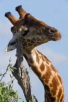 Southern / Masai Giraffe (Giraffa camelopardalis tippelskirchi) scratching itself on stump. Tana River District, Kenya.