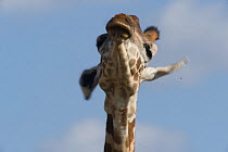 Southern / Masai Giraffe (Giraffa camelopardalis tippelskirchi) shaking its ears. Tana River District, Kenya.