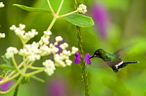 Green Thorntail Hummingbird (Discosura conversii) feeding from flower. Rancho Naturalista, Turrialba, Panama.