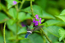 Green Thorntail Hummingbird (Discosura conversii) feeding from flower. Rancho Naturalista, Turrialba, Panama.