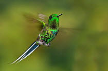 Green Thorntail Hummingbird (Discosura conversii) in flight. Rancho Naturalista, Turrialba, Panama.