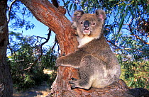 Koala (Phascolarctos cinereus) in tree. Port Lincoln, South Australia, 2008.