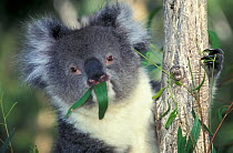 Koala (Phascolarctos cinereus) feeding on eucalyptus leaves. Port Lincoln, South Australia, 2008.