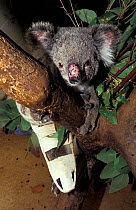 Koala (Phascolarctos cinereus) with leg in cast. Koala Hospital Moggil Inc., Brisbane, 2008.