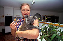 Young Koala (Phascolarctos cinereus) being nursed by vet. Koala Hospital Moggil Inc., Brisbane.