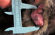Koala (Phascolarctos cinereus) baby being measured, 80 days. Mikkira Station, Port Lincoln, South Australia.