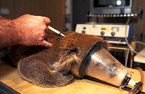 Anaesthetised Koala (Phascolarctos cinereus) being given injection. Kangaroo Island, South Australia.