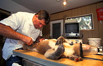 Anaesthetised Koala (Phascolarctos cinereus) being operated on by vet. Kangaroo Island, South Australia.