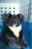 Koala (Phascolarctos cinereus) in transport box. Kangaroo Island, South Australia.
