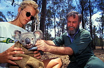 Koala (Phascolarctos cinereus) being examined. Koala Hospital Moggil Inc. Brisbane.