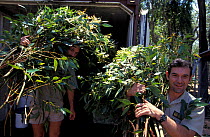 People carrying Eucalyptus branches for feeding to koalas St Lucia Koala Vet Science Farm, Brisbane.
