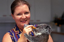 Vet Laura Reeder feeding a young Koala (Phascolarctos cinereus) Koala Hospital Moggil Inc., Brisbane.