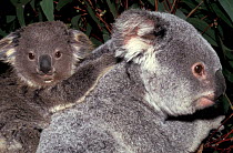 Baby Koala (Phascolarctos cinereus) on its mother's back. Captive. Mikkira Station, Port Lincoln, South Australia