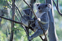 Baby Koala (Phascolarctos cinereus) with its mother. Captive. Mikkira Station, Port Lincoln, South Australia.