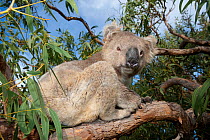 Koala (Phascolarctos cinereus) on eucalyptus branch. Mikkira Station, Port Lincoln, South Australia.
