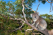 Koala (Phascolarctos cinereus) in eucalyptus tree. Mikkira Station, Port Lincoln, South Australia.