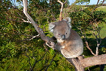 Koala (Phascolarctos cinereus) in eucalyptus tree. Mikkira Station, Port Lincoln, South Australia.