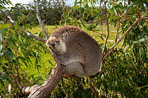 Koala (Phascolarctos cinereus) sleeping in eucalyptus tree. Mikkira Station, Port Lincoln, South Australia.