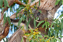 Koala (Phascolarctos cinereus) feeding on eucalyptus leaves. Mikkira Station, Port Lincoln, South Australia.