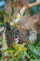 Koala (Phascolarctos cinereus) feeding on eucalyptus leaves. Mikkira Station, Port Lincoln, South Australia.