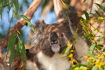 Koala (Phascolarctos cinereus) among eucalyptus leaves. Mikkira Station, Port Lincoln, South Australia.