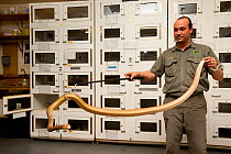 Roberto Bolanos, snake keeper, with a captive Taipan (Oxyuranus scutellatus) used for extracting venom for study and to make anti-venom. Australian Reptile Park, Gosford, New South Wales.