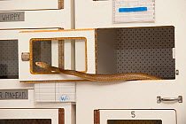 Captive Taipan (Oxyuranus scutellatus) used for extracting venom for study and to make anti-venom. Australian Reptile Park, Gosford, New South Wales.