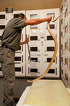 Roberto Bolanos, snake keeper, handling a captive Taipan (Oxyuranus scutellatus) used for extracting venom for study and to make anti-venom. Australian Reptile Park, Gosford, New South Wales.