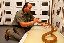 Roberto Bolanos, snake keeper, handling a captive Taipan (Oxyuranus scutellatus) used for extracting venom for study and to make anti-venom. Australian Reptile Park, Gosford, New South Wales.