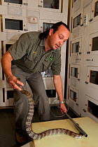 Roberto Bolanos, snake handler, with Tiger Snake (Notechis scutatus). Venom will be extracted from the snake for medical and research purposes. Australian Reptile Park, Gosford, New South Wales.
