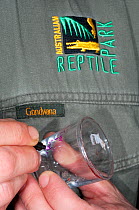 Snake handler labeling venom-milking glass, used in medical research and for making anti-venom. Australian Reptile Park, Gosford, New South Wales.