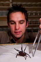 Spider handler preparing to milk a Sydney Funnel Web Spider (Atrax robustus); the venom will be used in medical research and for making anti-venom. Australian Reptile Park, Gosford, New South Wales.