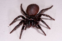 Sydney Funnel Web Spider (Atrax robustus). Captive. Australian Reptile Park, Gosford, New South Wales.