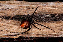 Redback Spider (Latrodectus hasselti), captive used for extracting venom to make anti-venom. Australian Reptile Park, Gosford, New South Wales.