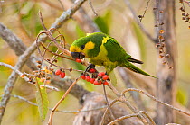 Yellow-eared Parrot (Ognorhynchus icterotis) feeding on berries. Endangered. Tolima, Colombia, 2010.