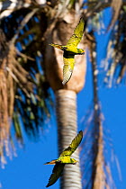 Yellow-eared Parrots (Ognorhynchus icterotis) in flight. Endangered. Tolima, Colombia, 2010.