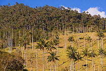 Quindio Wax Palms (Ceroxylon quindiuense) in high forested landscape - habitat and breeding areas of the yellow-eared parrot. Tolima, Colombia, 2010.