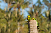 Yellow-eared Parrots (Ognorhynchus icterotis) perched on broken wax palm (Ceroxylon quindiuense). Endangered. Tolima, Colombia, 2010.